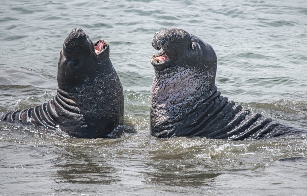 2 schwarze Dichtung auf Wasser während des Tages