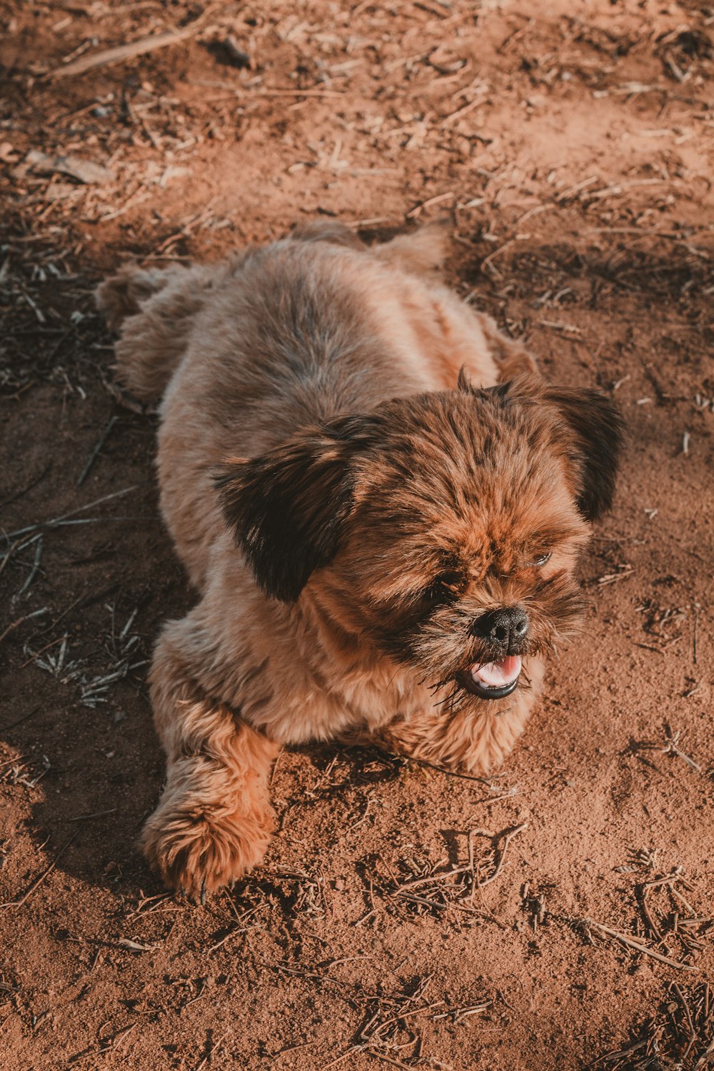 brown and black long coated small dog