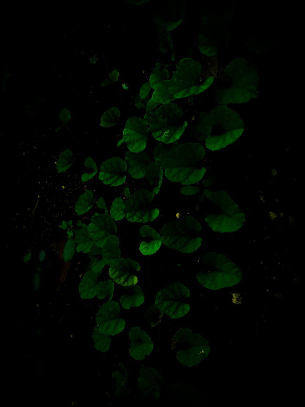 green leaves on black background