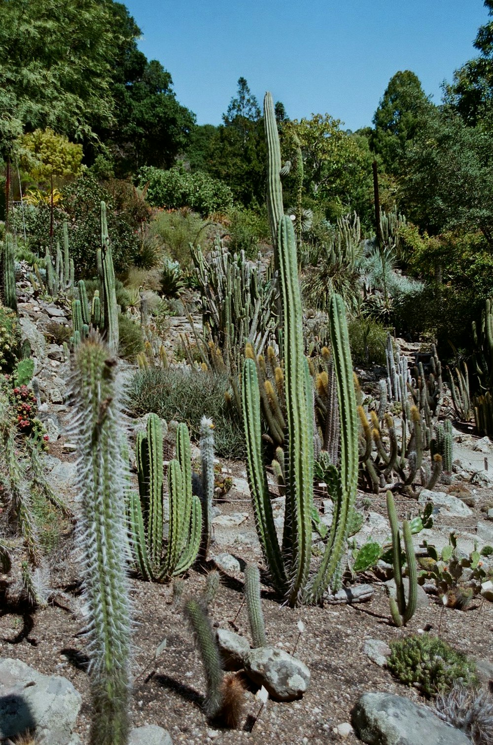 灰色の岩の上の緑のサボテンの植物
