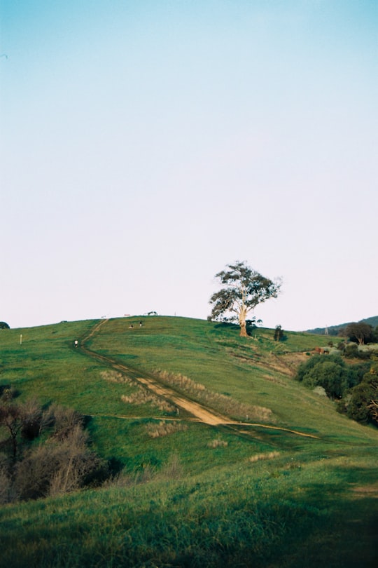 green grass field under white sky during daytime in Mt Osmond Australia