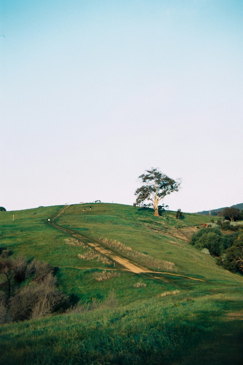 green grass field under white sky during daytime