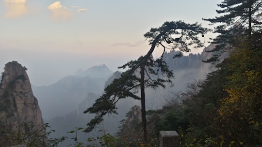 green trees on mountain during daytime in Huang Shan China