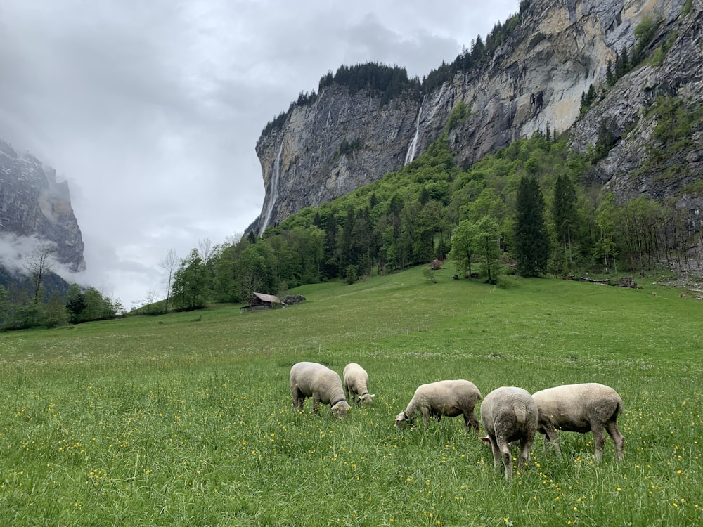 日中の灰色の岩山近くの緑の草原の羊の群れ
