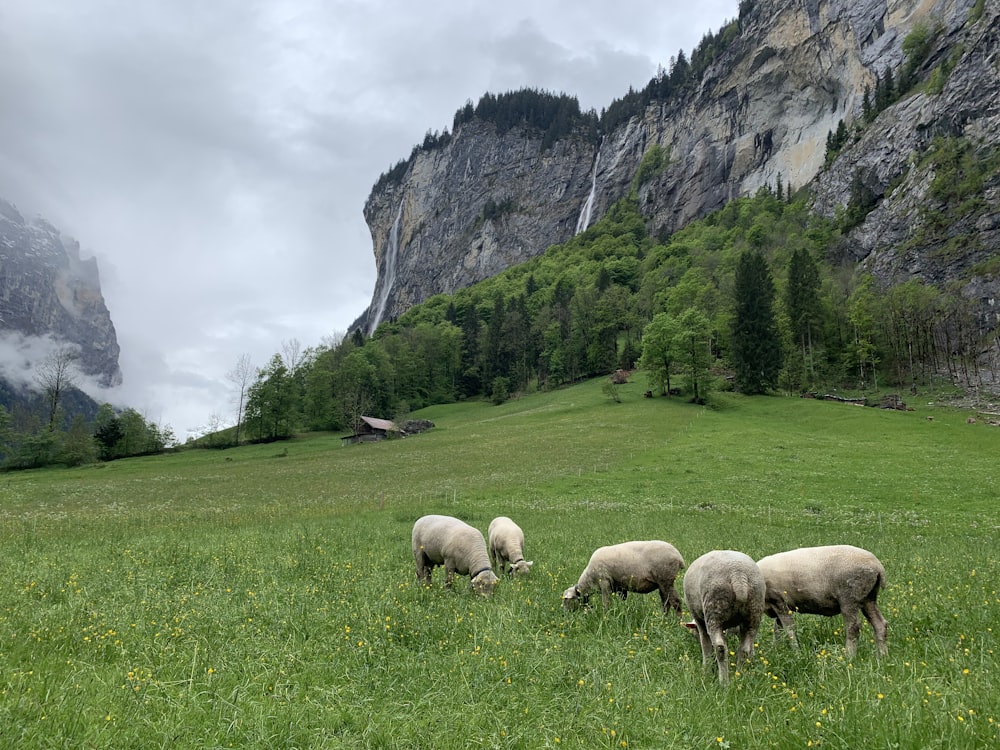 herd of sheep on green grass field near gray rocky mountain during daytime