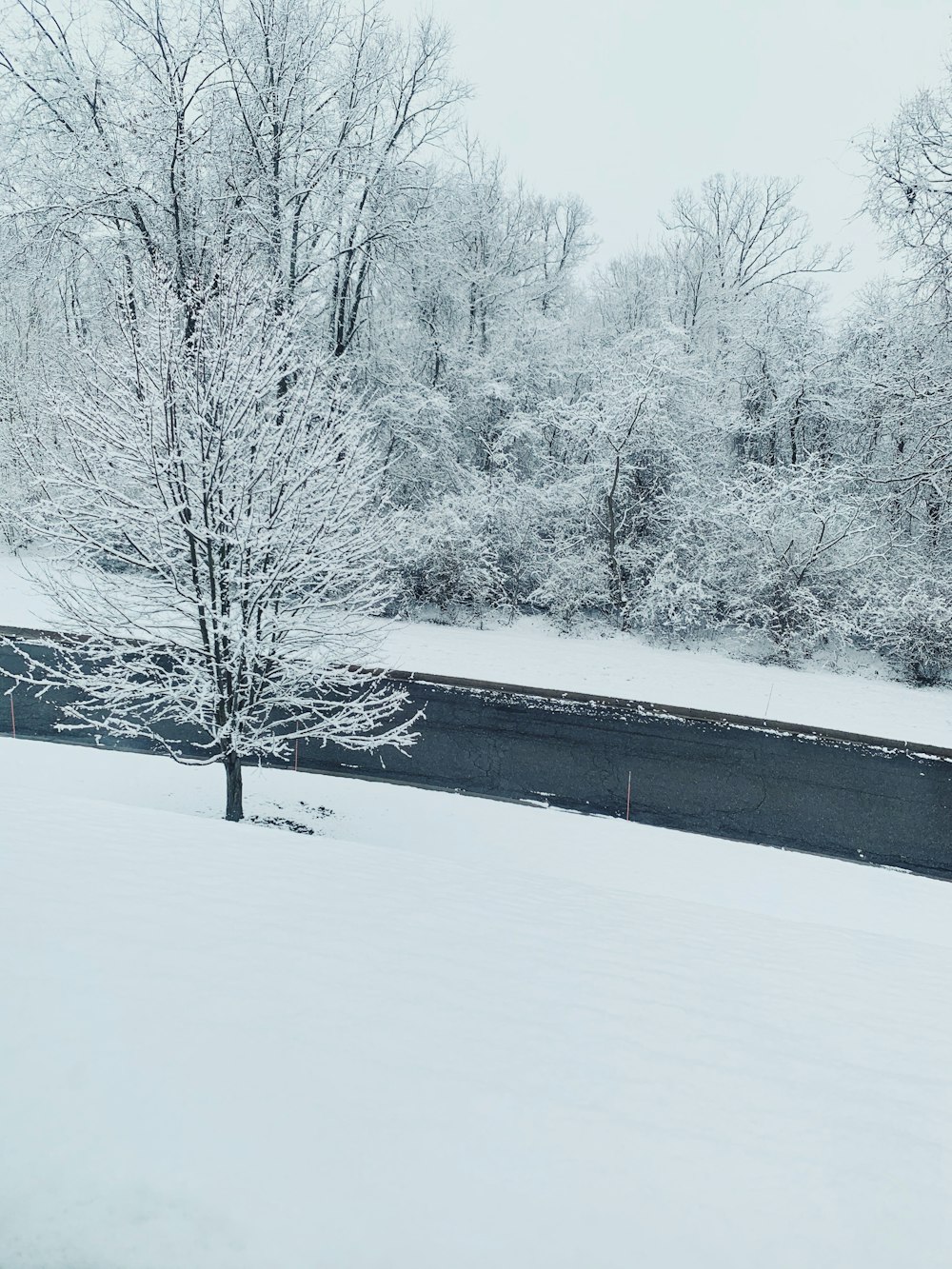 snow covered trees and road during daytime