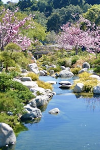 green and pink trees beside river during daytime