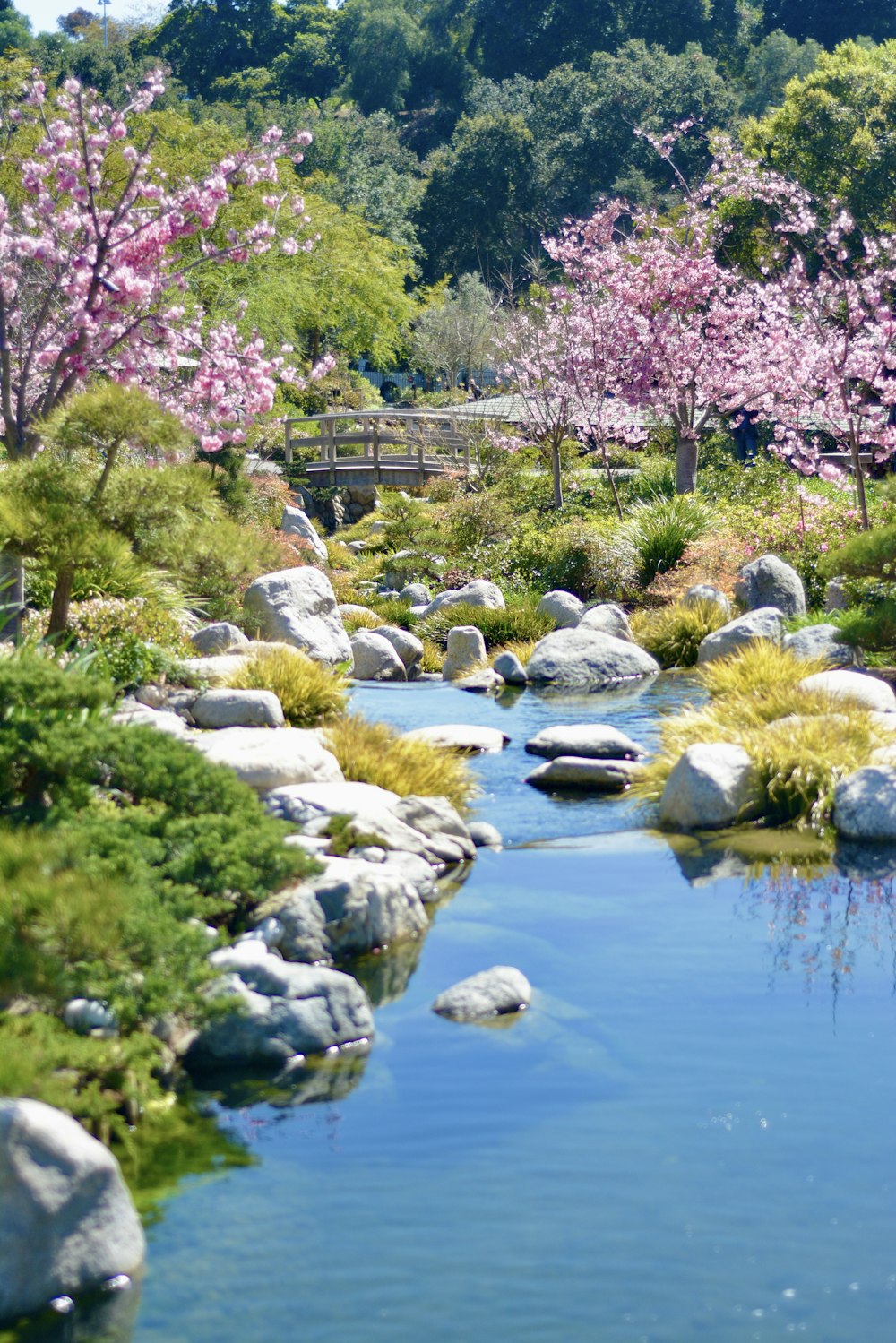 árboles verdes y rosados junto al río durante el día