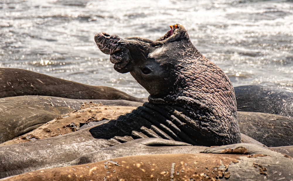 black seal on brown sand near body of water during daytime