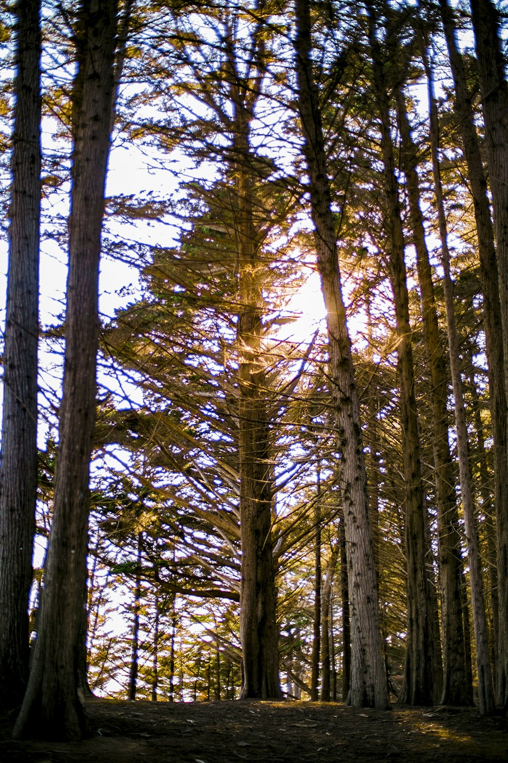 alberi marroni sotto il cielo blu durante il giorno