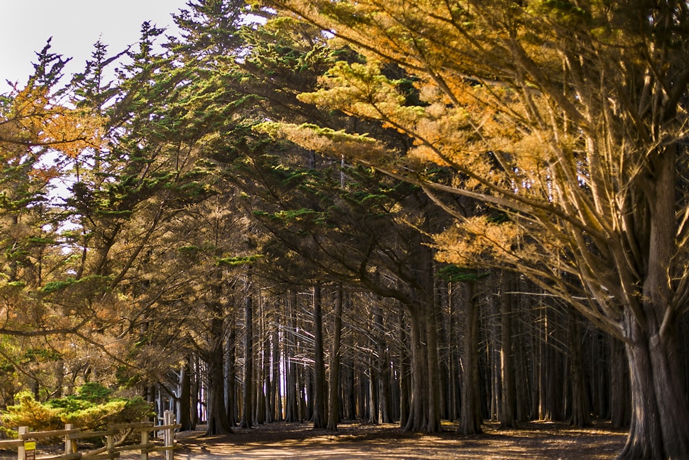 alberi verdi e marroni sotto il cielo blu durante il giorno