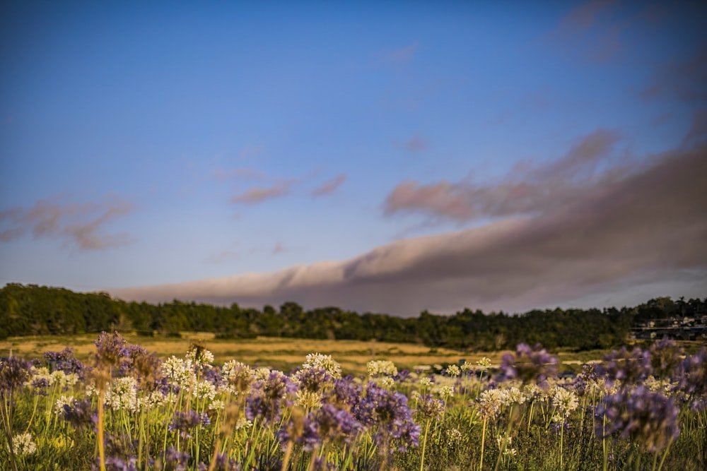 purple flower field under blue sky during daytime