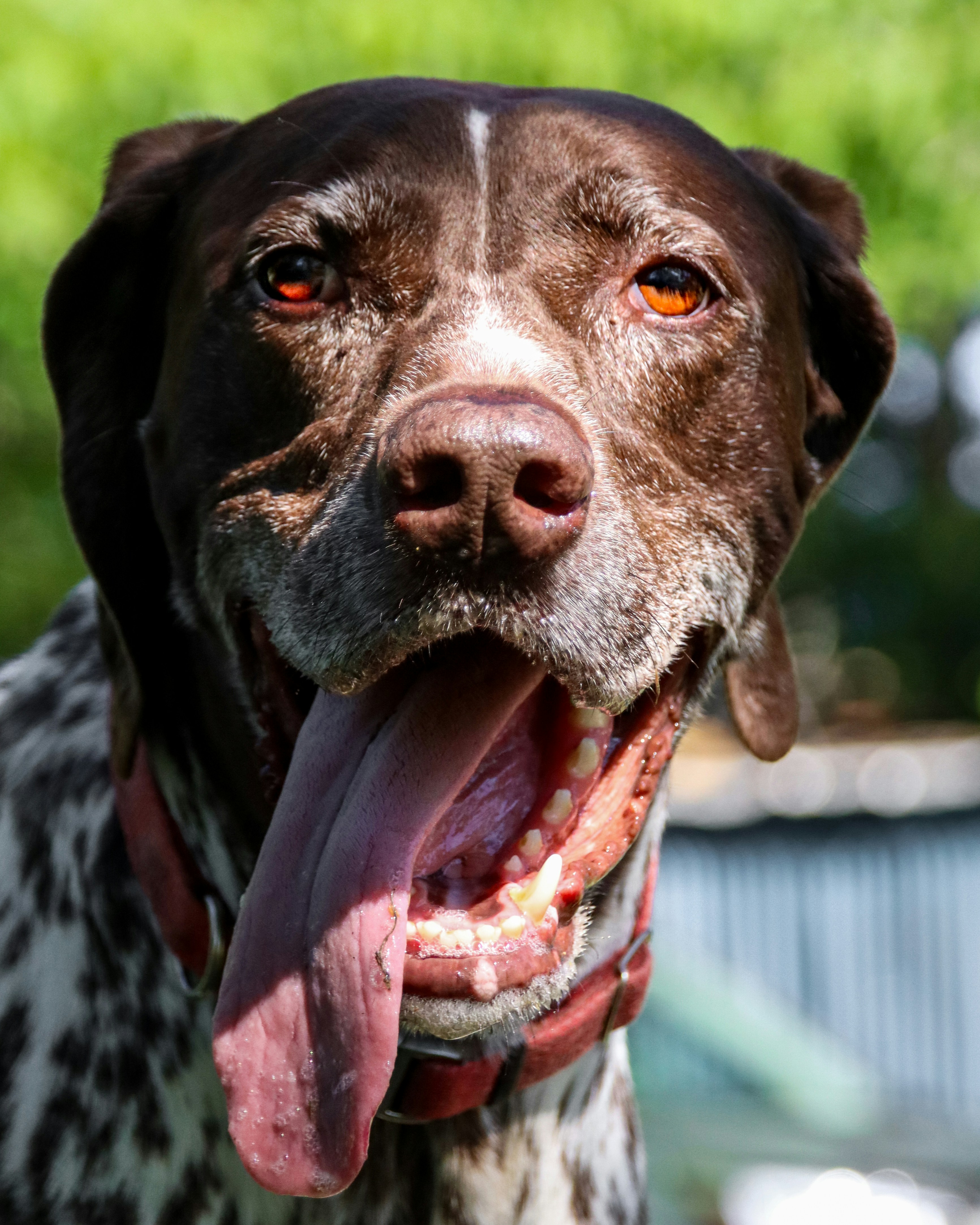 Photo by thompson_hound