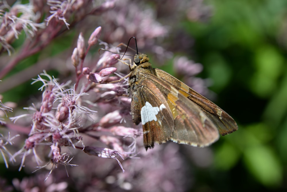 brown and black butterfly on pink flower