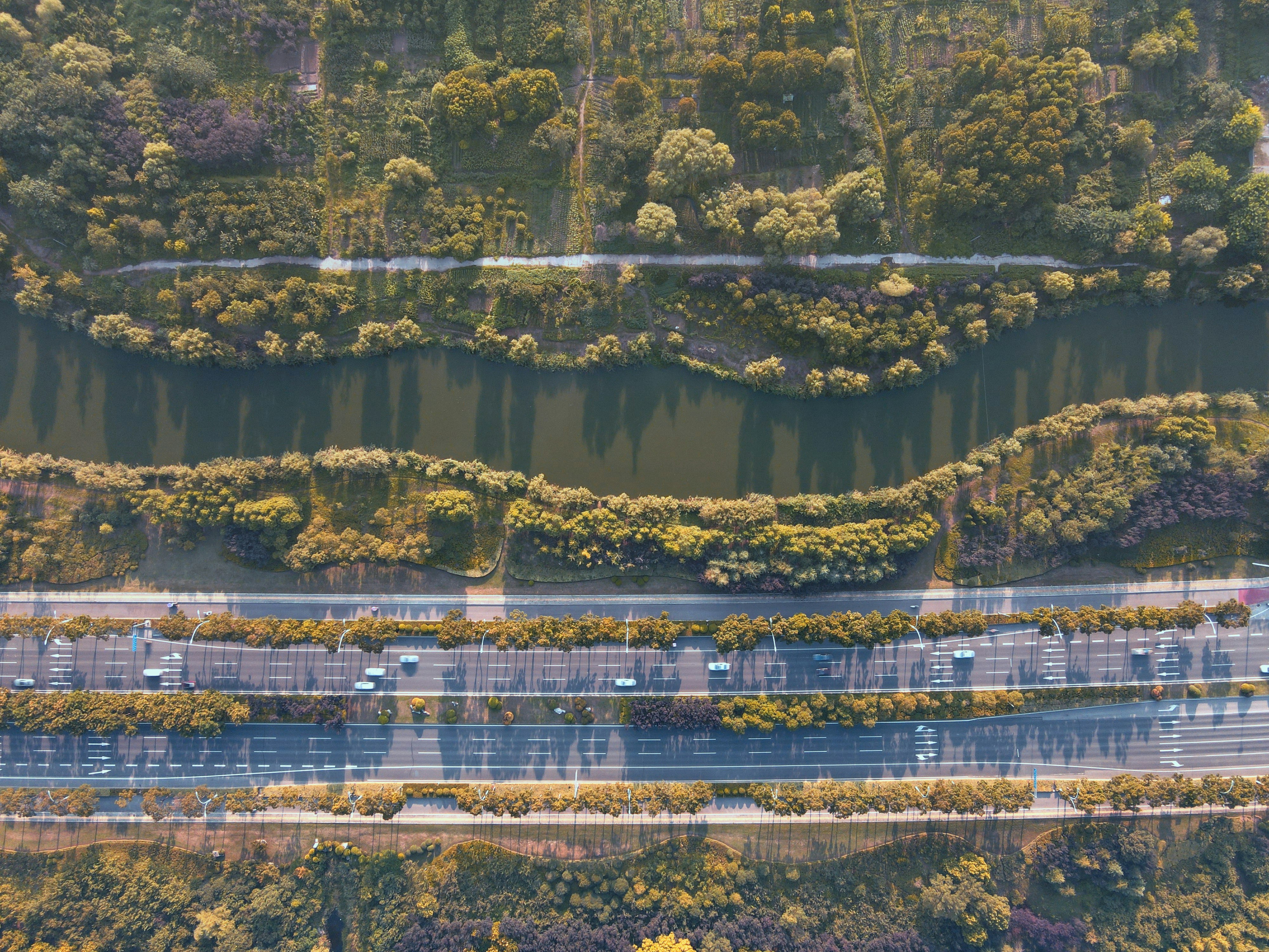 Vue aérienne des arbres verts et de la route