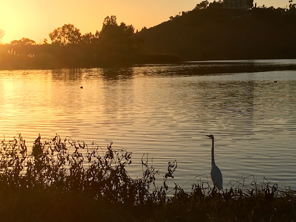 silhouette of a bird on a lake during sunset