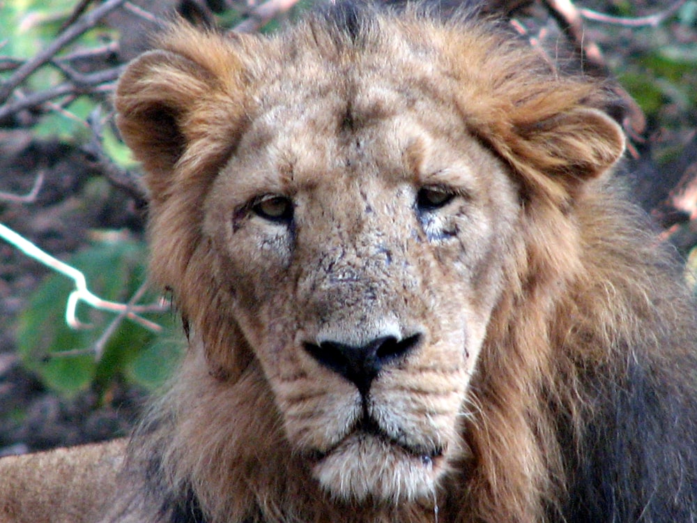 brown lion lying on green grass during daytime