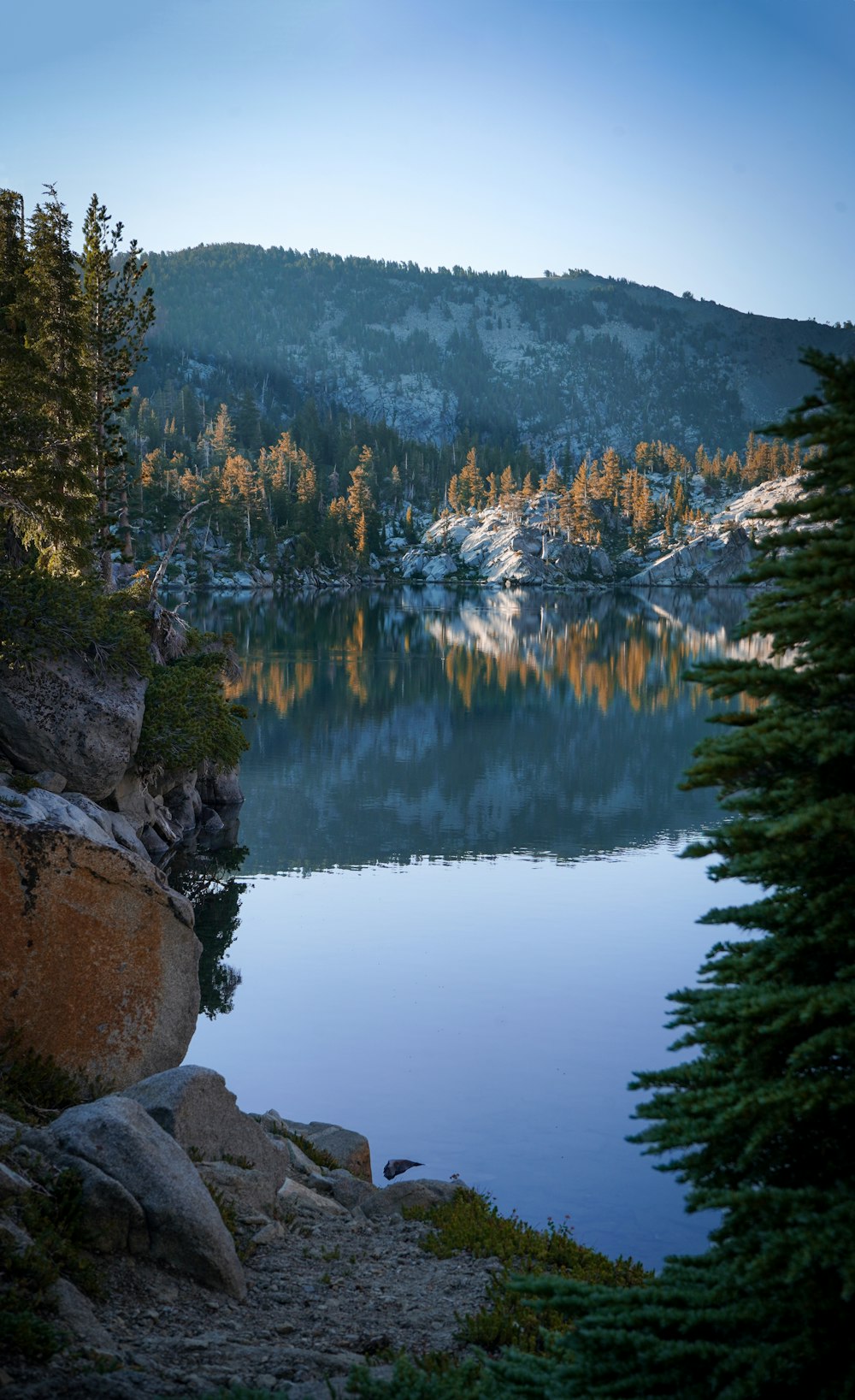 green trees near lake during daytime