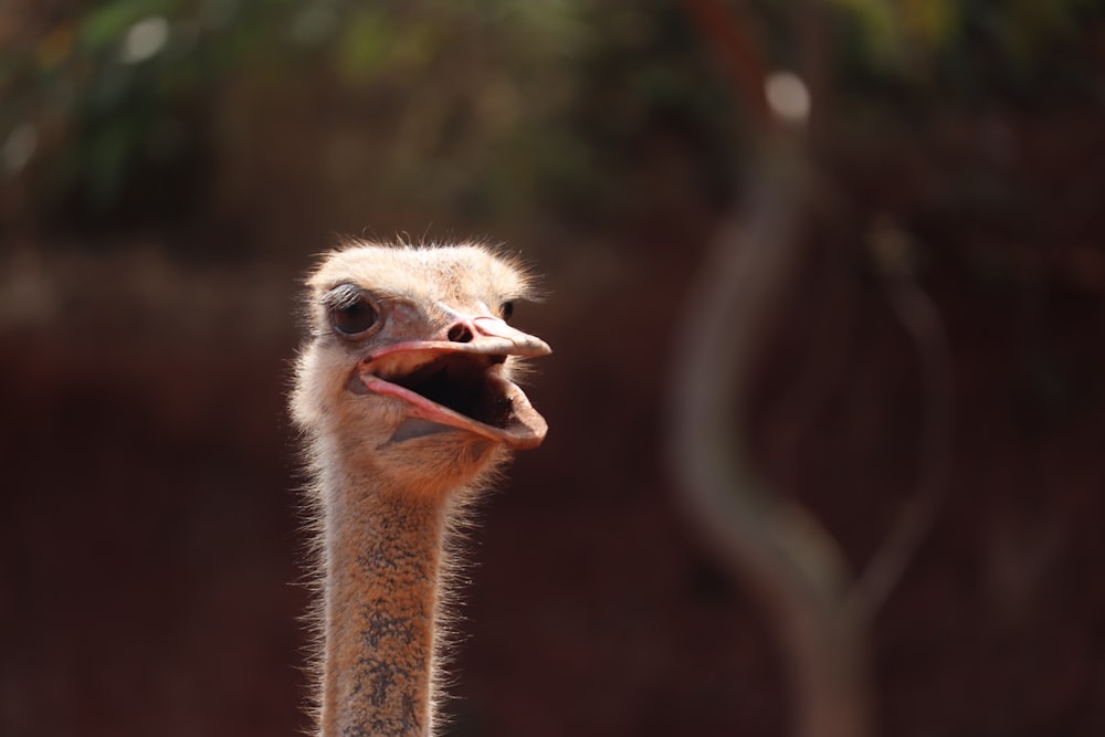 brown ostrich head in tilt shift lens