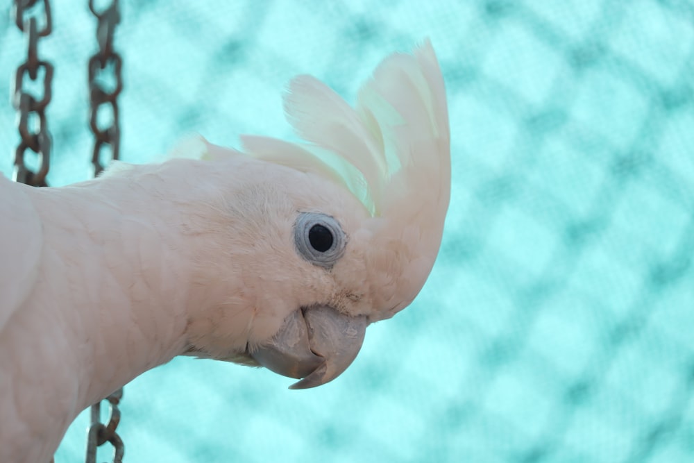 white bird in close up photography