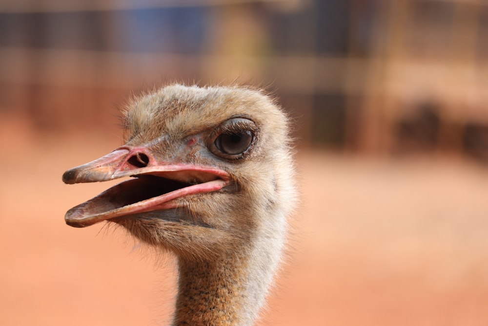 ostrich head in tilt shift lens
