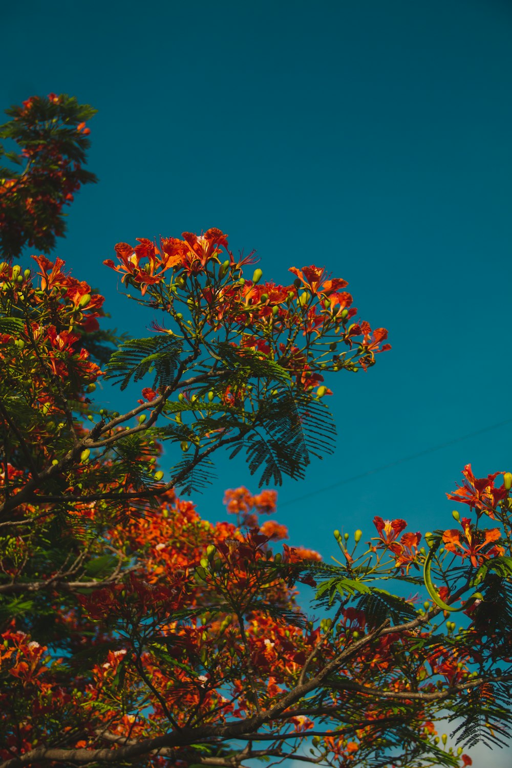 낮에는 푸른 하늘 아래 갈색과 녹색 잎 나무