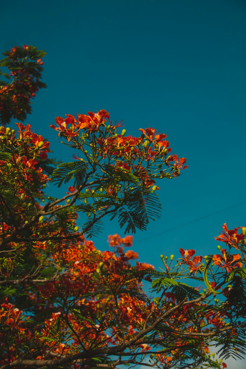 brown and green leaves tree under blue sky during daytime