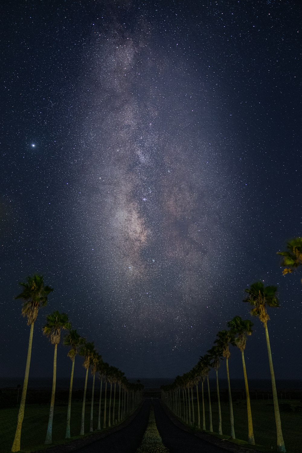 green trees under starry night