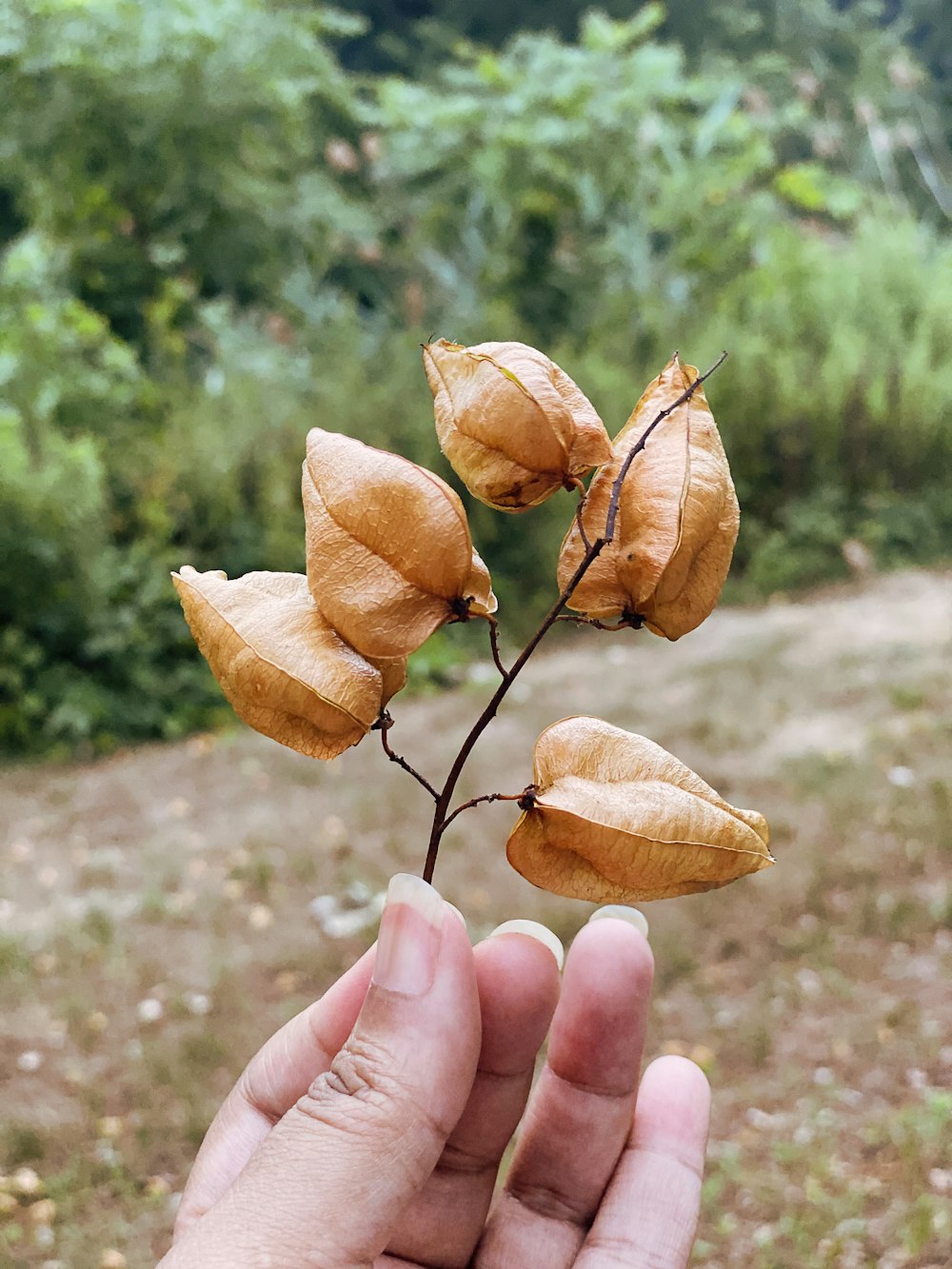 person holding brown dried leaf