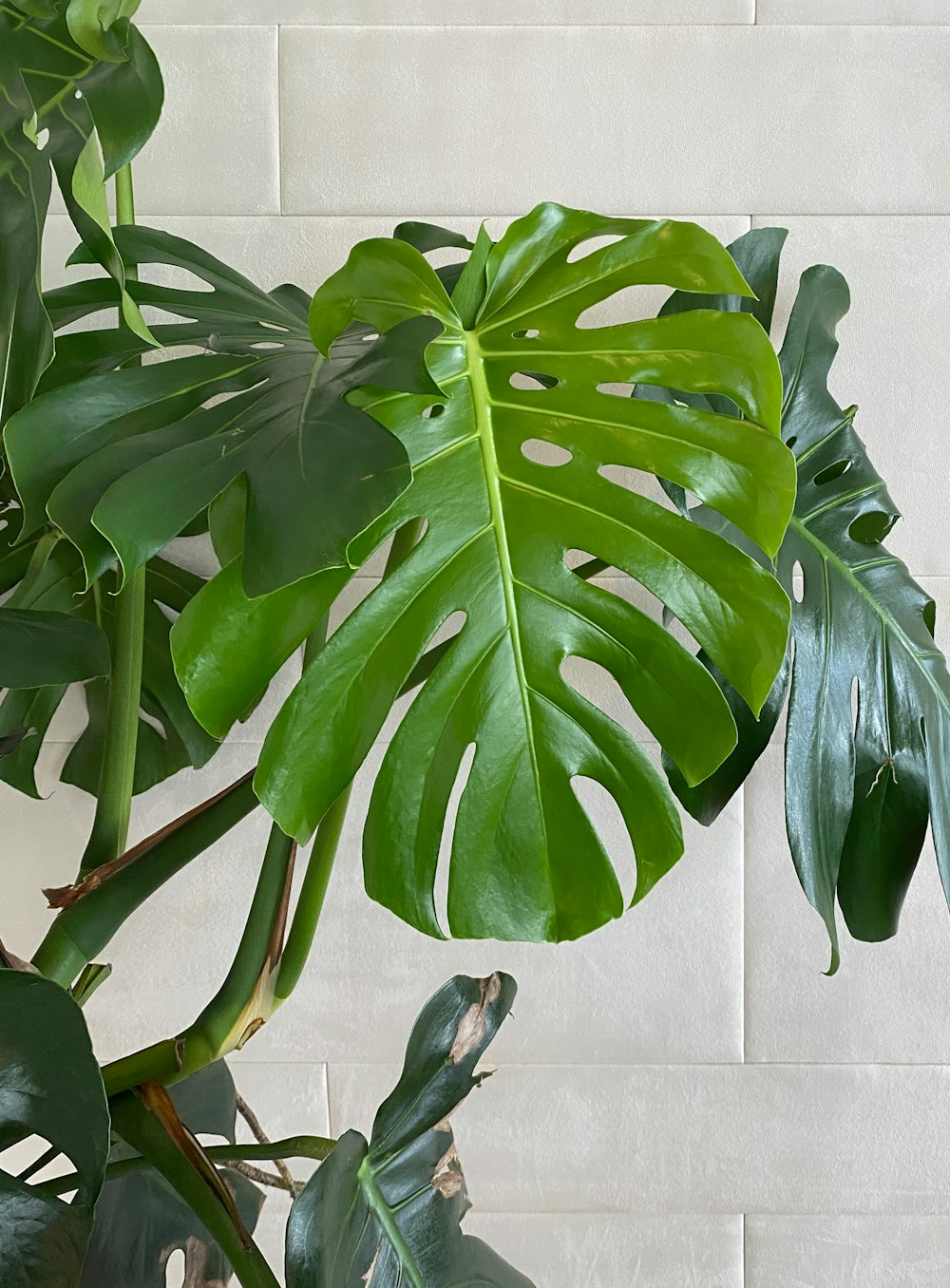 green leaves near white wall