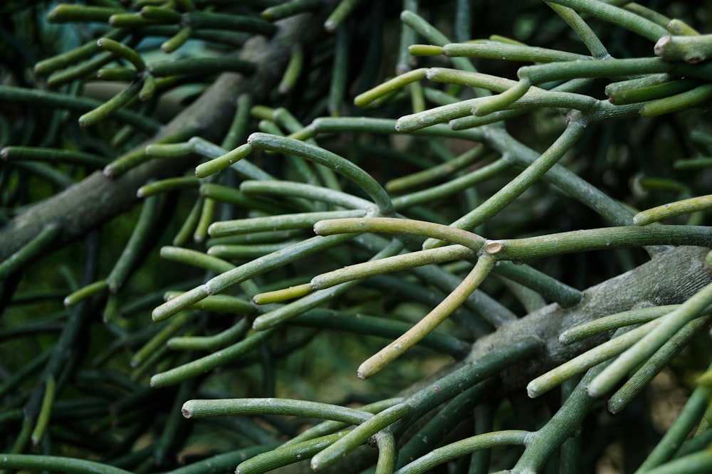 green plant stem in close up photography