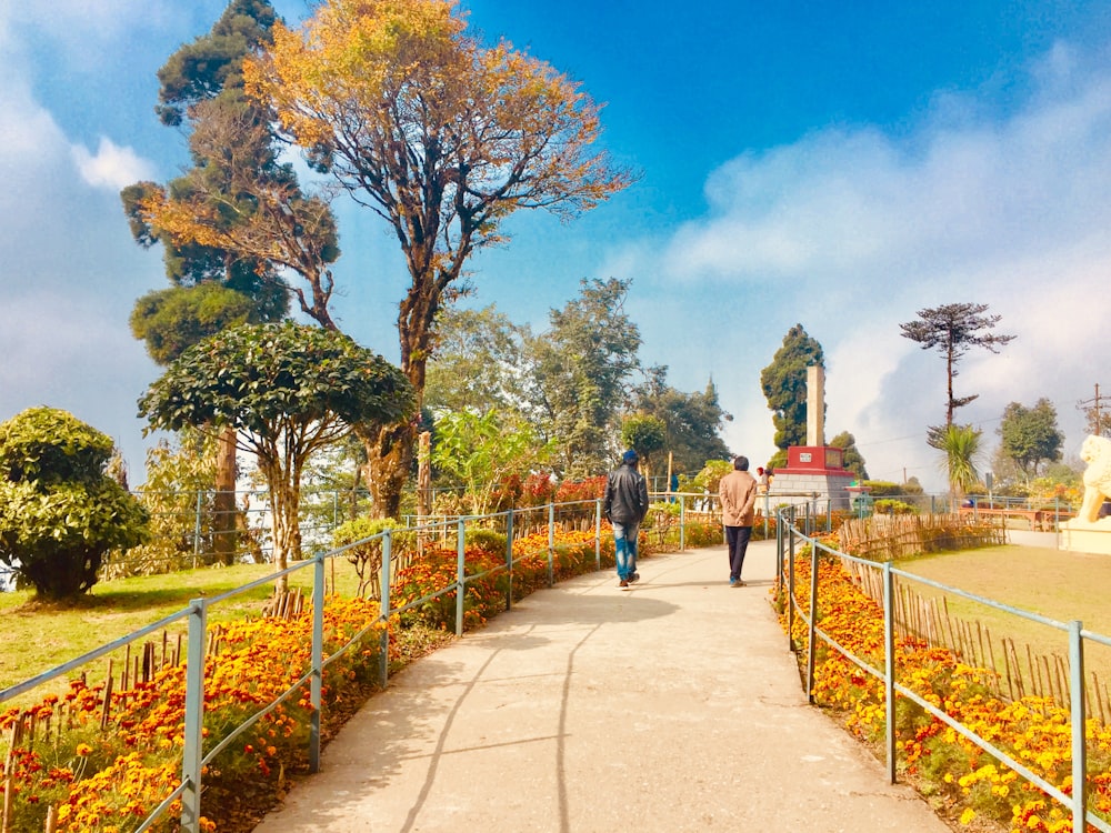 people walking on pathway between trees during daytime