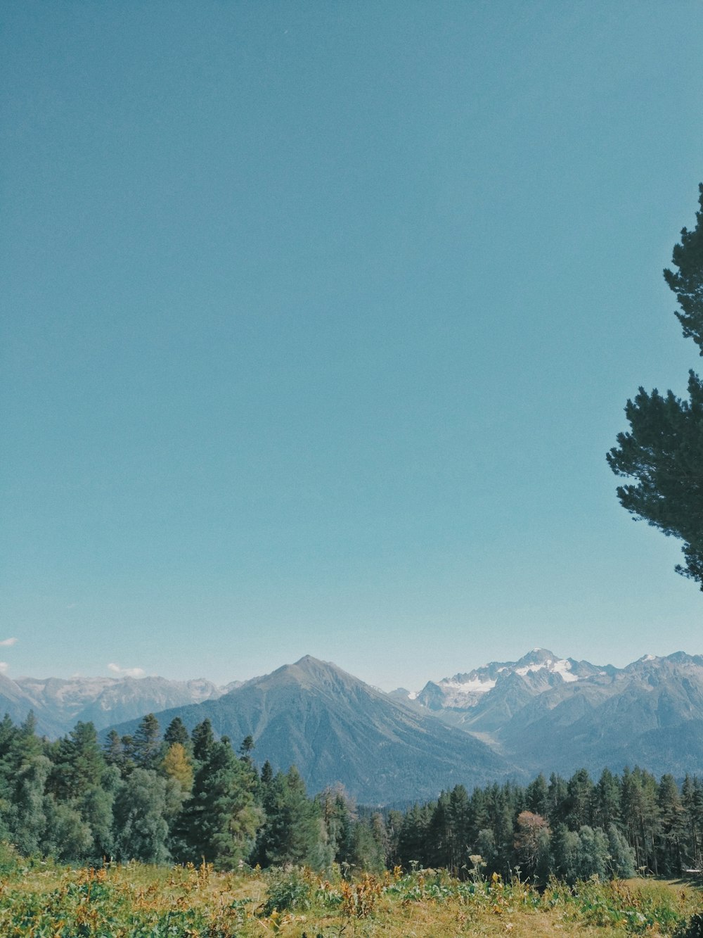 green trees near mountain under blue sky during daytime