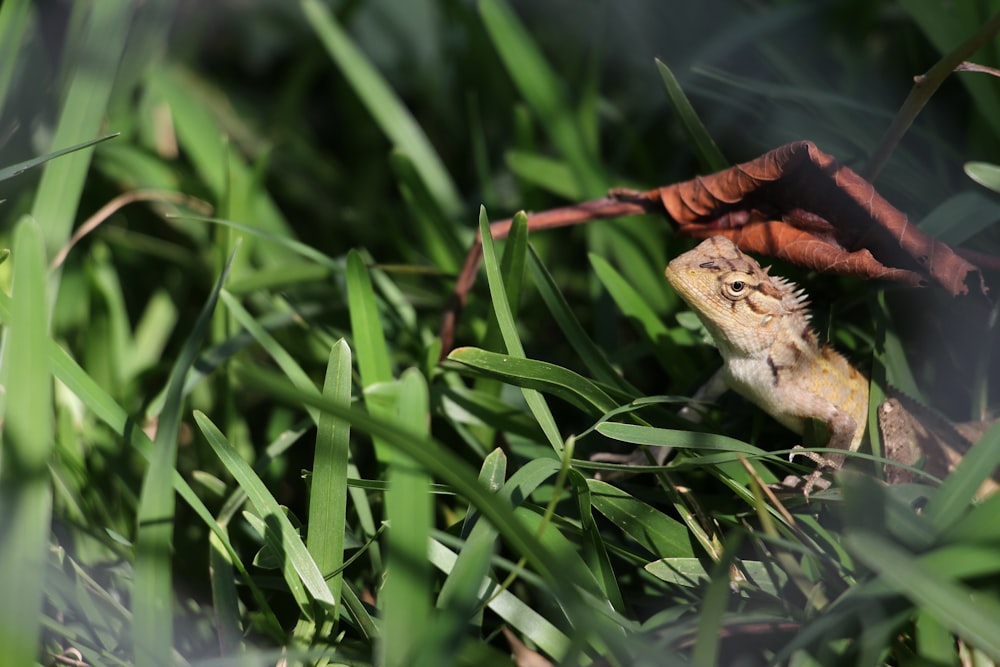brown and white lizard on green grass during daytime