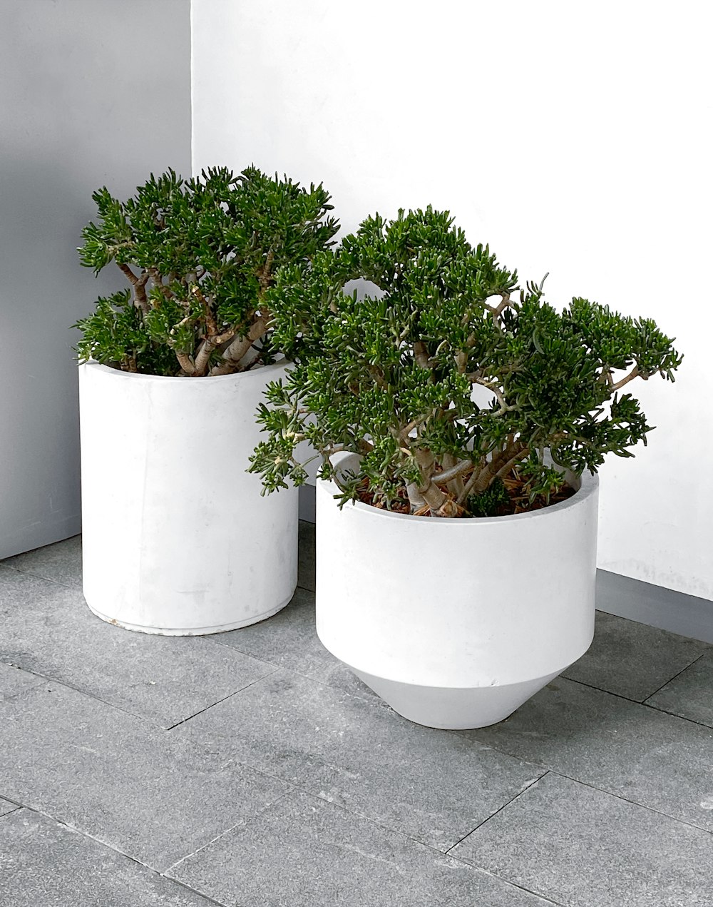 green plant on white round pot