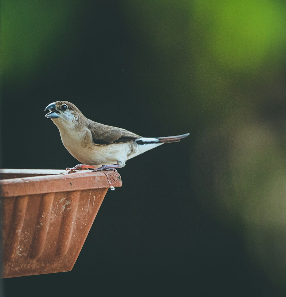 white and brown bird on brown wooden table