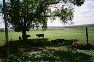 Wide shot of a peaceful farm landscape with cattle resting under trees.