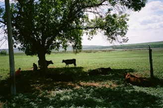 Wide shot of a peaceful farm landscape with cattle resting under trees.
