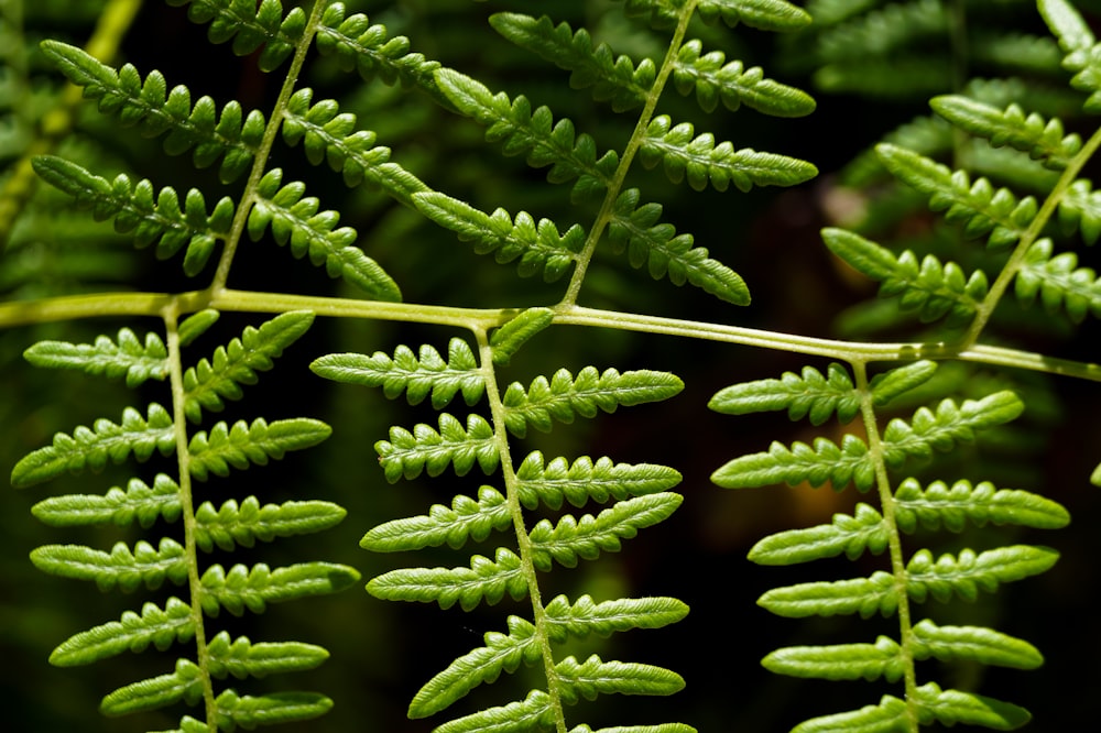 green fern plant in close up photography