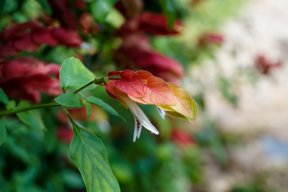 red and yellow flower in tilt shift lens