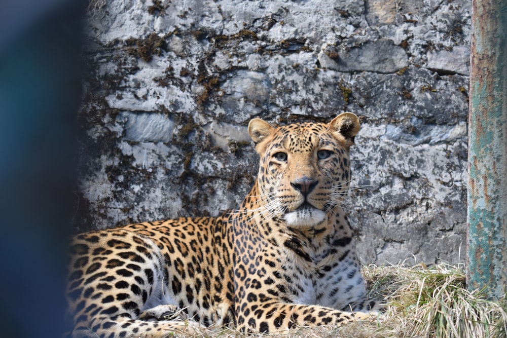 leopard lying on gray rock