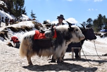 A person stands next to a yak adorned with a red saddle on a snowy landscape. The yak has large curved horns and thick fur. In the background, several people appear to be walking up a snowy incline, and there are pine trees lining the landscape.