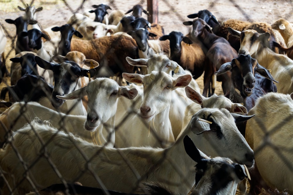 herd of goats on field