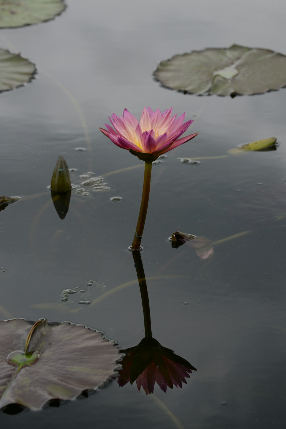 pink lotus flower on water