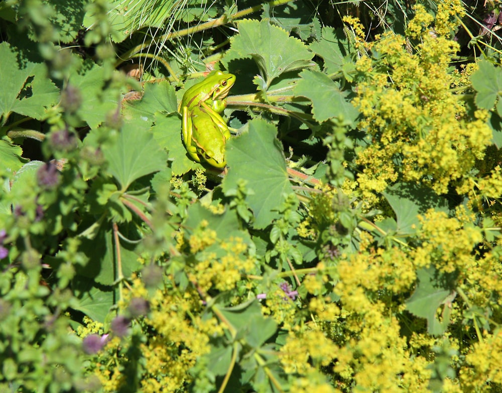 紫色の花に緑のカエル