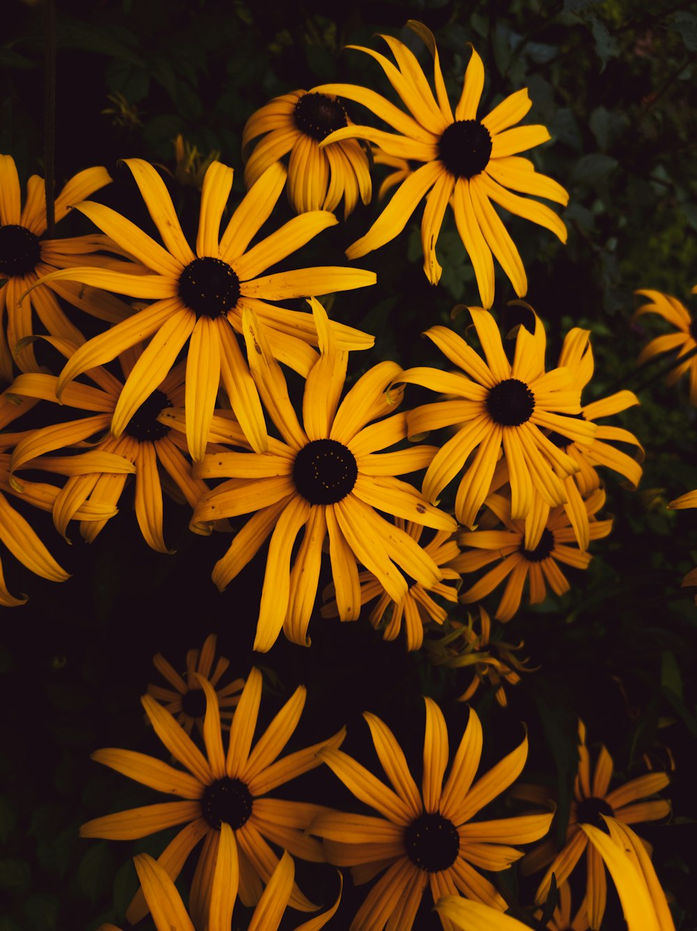 yellow sunflower in close up photography