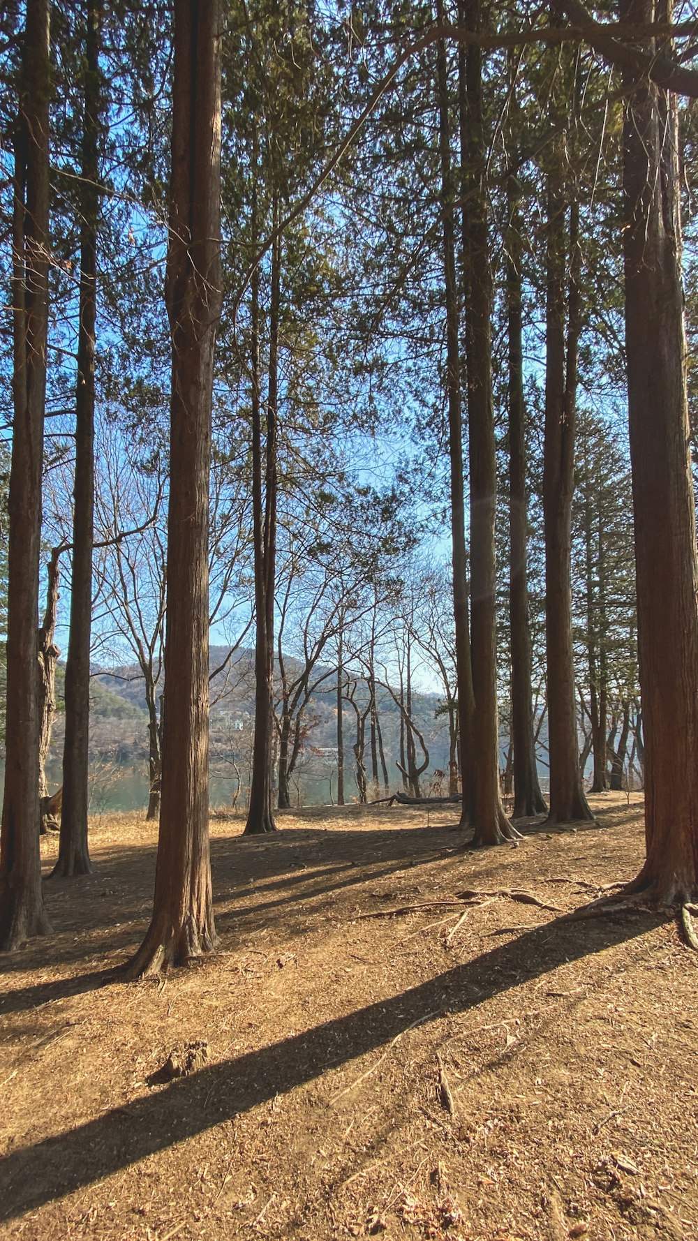 brown trees on brown field during daytime