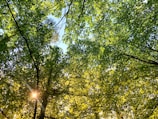 Soft sunlight filtering through a canopy of lush green trees.