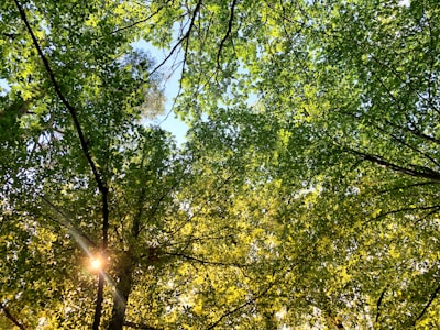 Soft sunlight filtering through a canopy of lush green trees.
