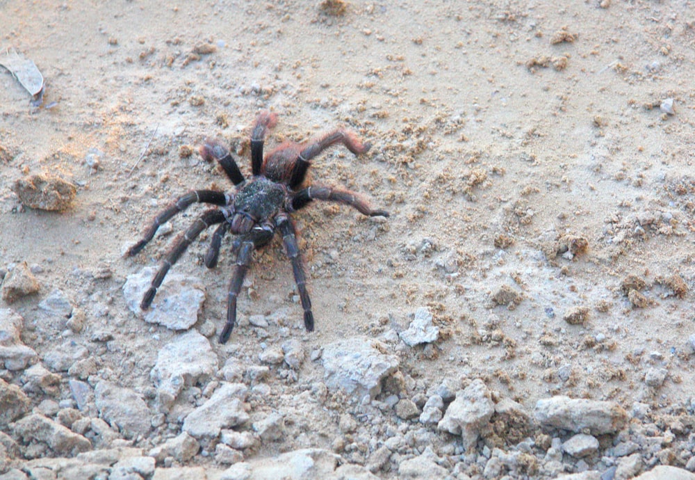 black tarantula on white sand